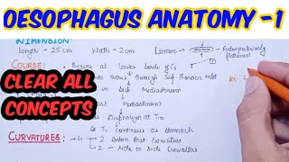 Oesophagus anatomy  dimension course curvaturesconstriction [upl. by Eohce]