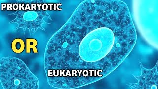 Is Amoeba Prokaryotic OR Eukaryotic Cell [upl. by Aikam]