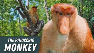 Proboscis Monkey Borneos Monkey with a NOTABLE Nose [upl. by Euqinomad886]