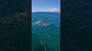 Mantarrayas y tiburón ballena en Bahía de los Ángeles bajacalifornia mexico ecoturismo [upl. by Konikow]