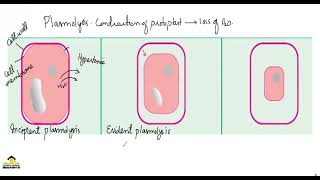 plasmolysis Incipient Plasmolysis Evident plasmolysis [upl. by Enilauqcaj]