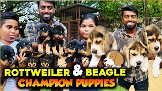 Rottweiler amp Beagle CHAMPION 🏆 PUPPIES 🐶 with Microchip amp Certificate in Chennai  DAN JR VLOGS [upl. by Inatsed]