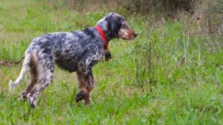 Arrêt d’un Setter Anglais de 5 mois sur un faisan [upl. by Bern]