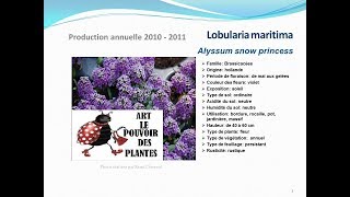 Tuto jardin Lobularia maritima Alyssum snow fiche technique plante annuelle [upl. by Atalie921]