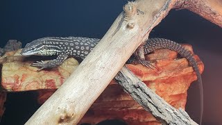 Ackie monitor trust gaining techniques with food Bloopers at the end [upl. by Eecyak783]