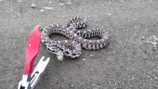 Gopher Snake Hissing [upl. by Drofliw]