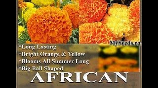 AFRICAN MARIGOLD Flower Seeds  MIX  Crackerjack Mix FLOWER SEEDS on wwwMySeedsCo [upl. by Koloski]