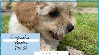 Day 53 in the Life of a Cavapoochon Puppy 🐶 [upl. by Melanie]