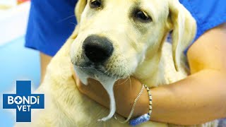 Most Terrifying Pet Poisonings 😨  Best Of Bondi Vet [upl. by Janus249]