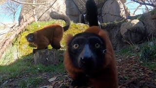 RedRuffed Lemurs Go Exploring [upl. by Ecirted]