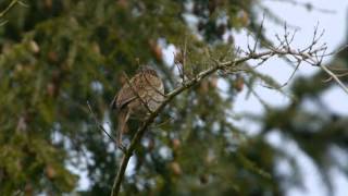 Dunnock Prunella modularis  Heckenbraunelle 01 [upl. by Ahsena]