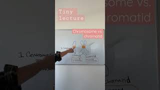 Chromosome vs chromatid  TEAS 7 Biology  the cell cycle  Mitosis [upl. by Iuq606]