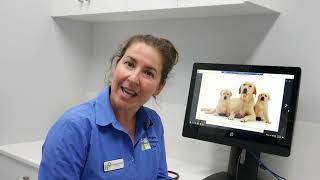 Why should I Desex my dog Dr Sue from Highton Vet Clinic explains things [upl. by Hanaj594]