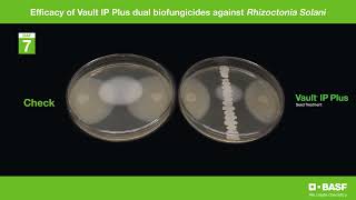 Vault IP Plus Rhizoctonia Timelapse [upl. by Ahusoj]