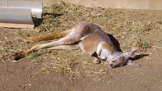 Tama Zoological Park  Macropus rufus ≪ Red kangaroo ≫  アカカンガルー [upl. by Golden]