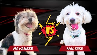 Havanese VS Maltese Which is the Best Dog Breed [upl. by Aseretairam536]