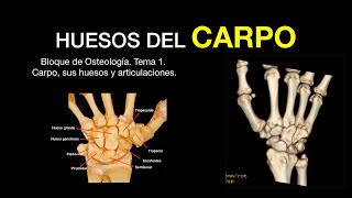 Huesos del carpo de la mano ANATOMIA [upl. by Eimilb]