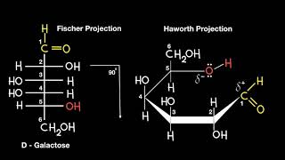 Fischer to Haworth Projection [upl. by Adrahc]