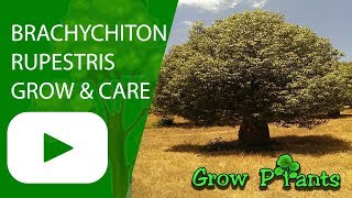 Brachychiton rupestris  grow and care [upl. by Shantha70]