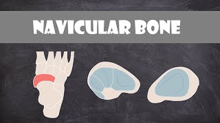 Navicular Bone  Anatomy [upl. by Nahsyar]