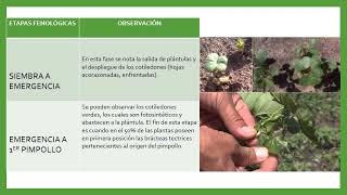 Teoría Clase 16 Parte 1 Agroclimatología Fenología del Algodón [upl. by Lotsyrk]