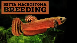 Betta macrostoma breeding [upl. by Natiha]