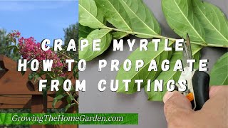 How to Propagate Crape Myrtles from Cuttings [upl. by Hanah]