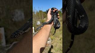 Big kingsnake under metal  herping snakes fyp [upl. by Blakeley490]