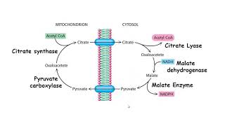 Lipogenesis fatty acid synthesis [upl. by Rabassa]