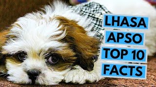 Lhasa Apso  TOP 10 Interesting Facts [upl. by Ilrak]