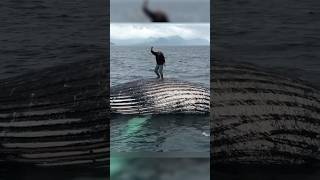 Whales Can be Dangerous😱🐋 ഒരിക്കലും ഈ തെറ്റ് ചെയ്യരുത്🤯 shorts [upl. by Spieler]