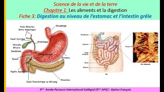 la digestion dans lestomac et lintestin grêle [upl. by Slrahc549]