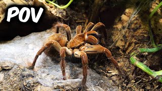 POV When you are a Tarantula Keeper [upl. by Chilt]