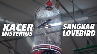 BURUNG KONSLET Pertama Di Dunia  Kacer MISTERIUS Hattrick Di Sangkar Lovebird [upl. by Luo]