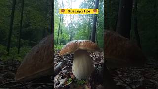 🍄‍🟫 Steinpilze 🍄‍🟫 schatzsuche steinpilze pilzesammeln pilze mushroom mushrooms [upl. by Herwig447]