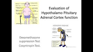 Adrenal Cortex function Test [upl. by Oirobil]