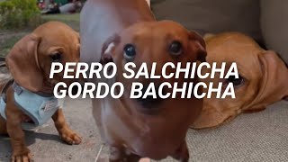 quotPerro salchicha gordo bachicha 💓quot  María Elena Walsh  Perro Salchicha [upl. by Penland599]