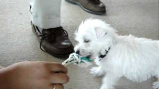 Westie puppys first day home [upl. by Latonia]