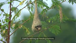 quotMeet Argentina’s Master Builder The Rufous Hornero Will Blow Your Mindquotargentina birds [upl. by Jeroma]