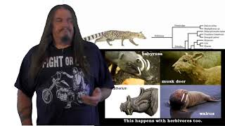 Systematic Classification of Life  ep42 Hominidae [upl. by Amir]