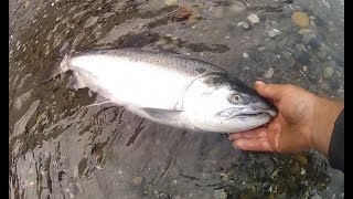 Fishing Coho with friends at Deception Pass state Park season 2024 Oct 5th day1 [upl. by Cone]