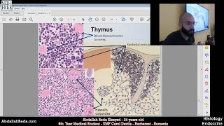 Thymus histology أنسجة الغدة الصعترية أو التوتة  عبد الله رضا MD  Rocademia روكاديميا [upl. by Daveda]