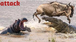 Young hippo tries to play with crocodile national geographic  by Inspire Story [upl. by Lazor]