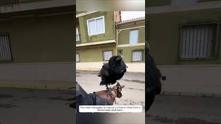 This man managed to rescue a crow in time from a fierce hawk and then animalshorts [upl. by Jarnagin]