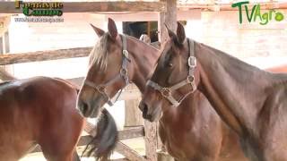 Cómo Alimentar a los Caballos de manera Balanceada  TvAgro por Juan Gonzalo Angel [upl. by Hepzi]