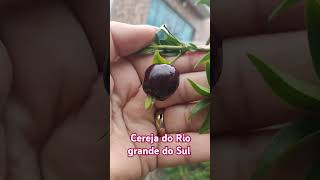 cereja do Rio grande do Sul 🍒shorts [upl. by Kowtko873]