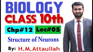 Structure of Neurons  Chapter  12  Biology Class 10th  Lec 5 [upl. by Frank]