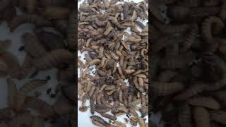 black fly larva larva blackfly work petstore bugs Flys shorts [upl. by Ettedanreb]