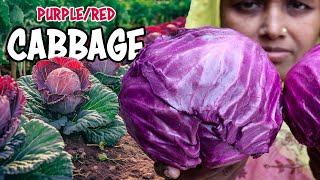 How to grow PURPLERED CABBAGE  Your Complete Farming Guide [upl. by Esinrahs]