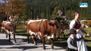 Almabtrieb Bayern Almabtrieb von der Halsalm im Berchtesgadener Land [upl. by Older]